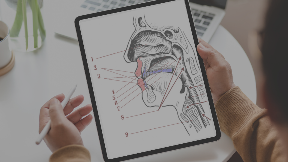 dental-anatomy-terminology